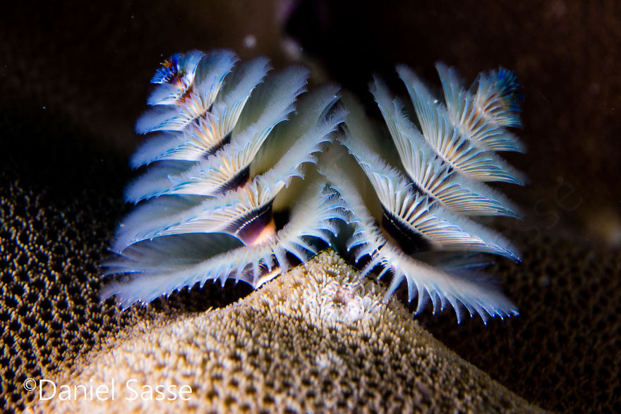Christmas Tree Worm #1
