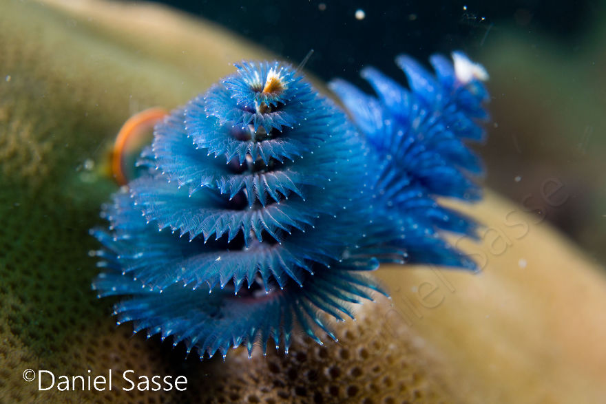 Christmas Tree Worm #7