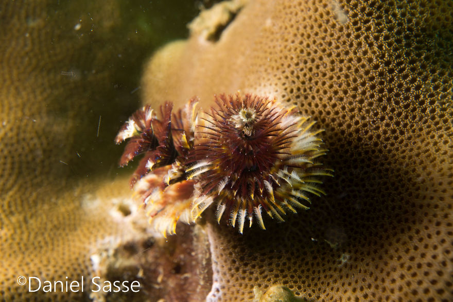 Christmas Tree Worm #9