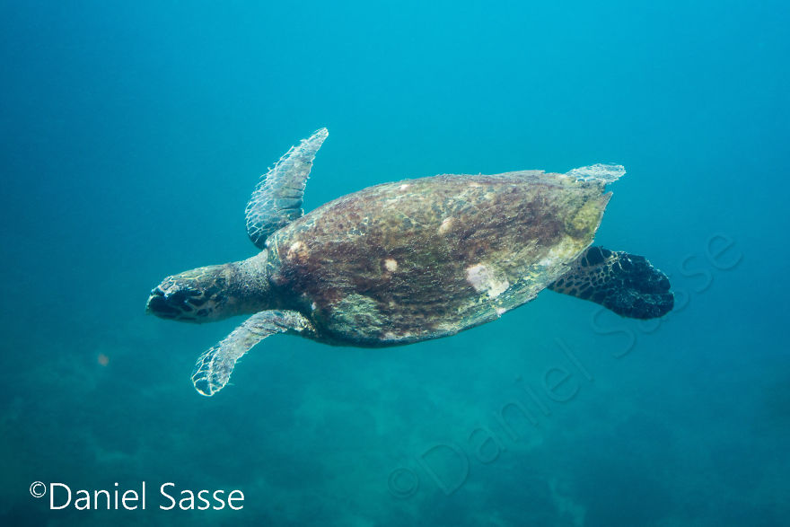 I Spent Hours Scuba Diving Photographing The Endangered Hawksbill Sea Turtles