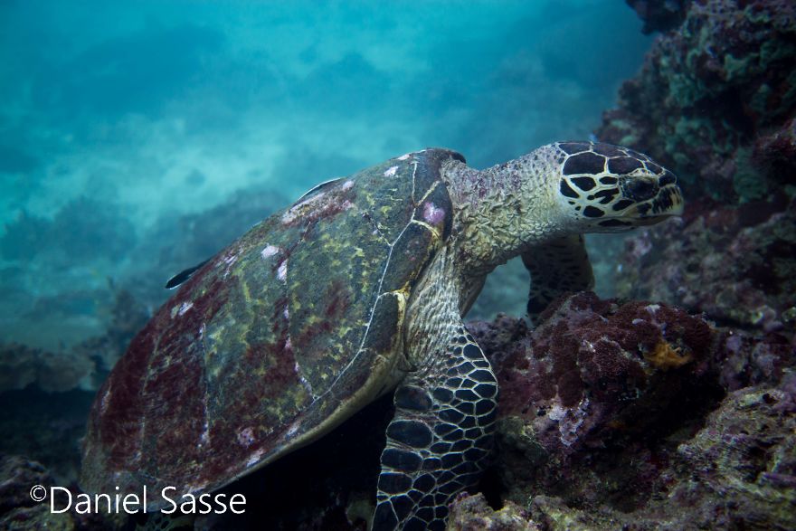 I Spent Hours Scuba Diving Photographing The Endangered Hawksbill Sea Turtles