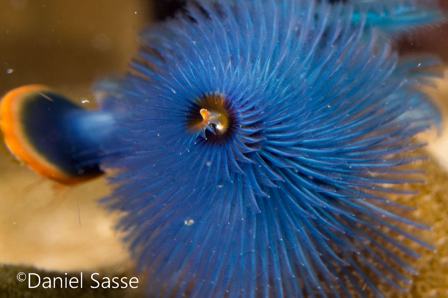 Christmas Tree Worm #8