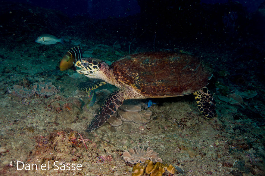 I Spent Hours Scuba Diving Photographing The Endangered Hawksbill Sea Turtles