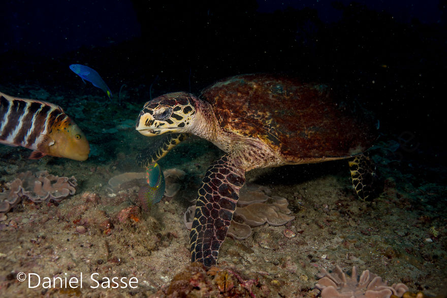 I Spent Hours Scuba Diving Photographing The Endangered Hawksbill Sea Turtles