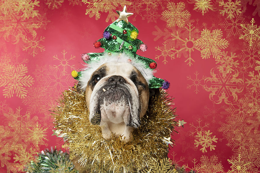 I Did A Photoshoot Called '12 Dogs Of Christmas' To Get Into The Holiday Spirit I Did A Photoshoot Called '12 Dogs Of Christmas' To Get Into The Holiday Spirit