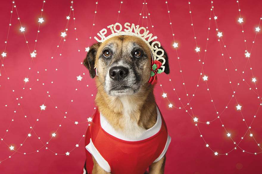 I Did A Photoshoot Called '12 Dogs Of Christmas' To Get Into The Holiday Spirit