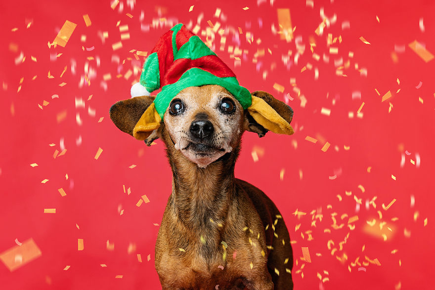 I Did A Photoshoot Called '12 Dogs Of Christmas' To Get Into The Holiday Spirit I Did A Photoshoot Called '12 Dogs Of Christmas' To Get Into The Holiday Spirit