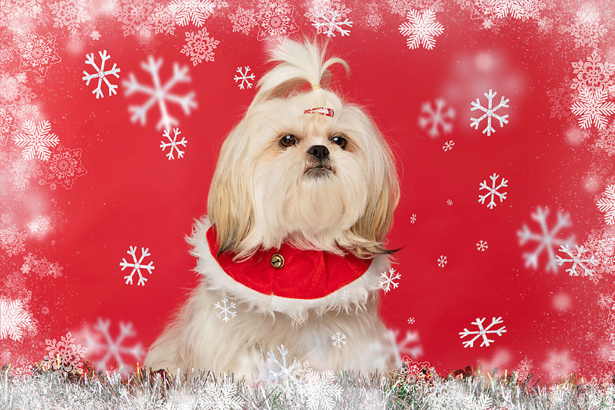 I Did A Photoshoot Called '12 Dogs Of Christmas' To Get Into The Holiday Spirit I Did A Photoshoot Called '12 Dogs Of Christmas' To Get Into The Holiday Spirit