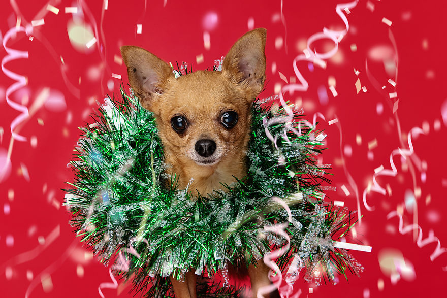 I Did A Photoshoot Called '12 Dogs Of Christmas' To Get Into The Holiday Spirit