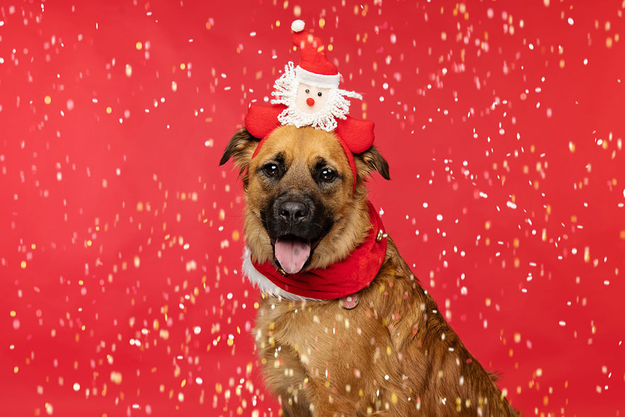 I Did A Photoshoot Called '12 Dogs Of Christmas' To Get Into The Holiday Spirit