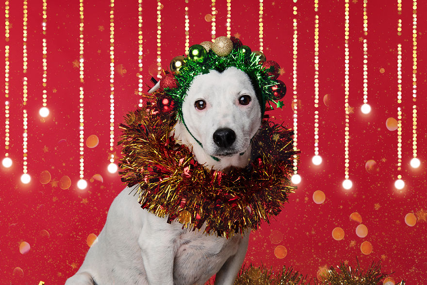 I Did A Photoshoot Called '12 Dogs Of Christmas' To Get Into The Holiday Spirit