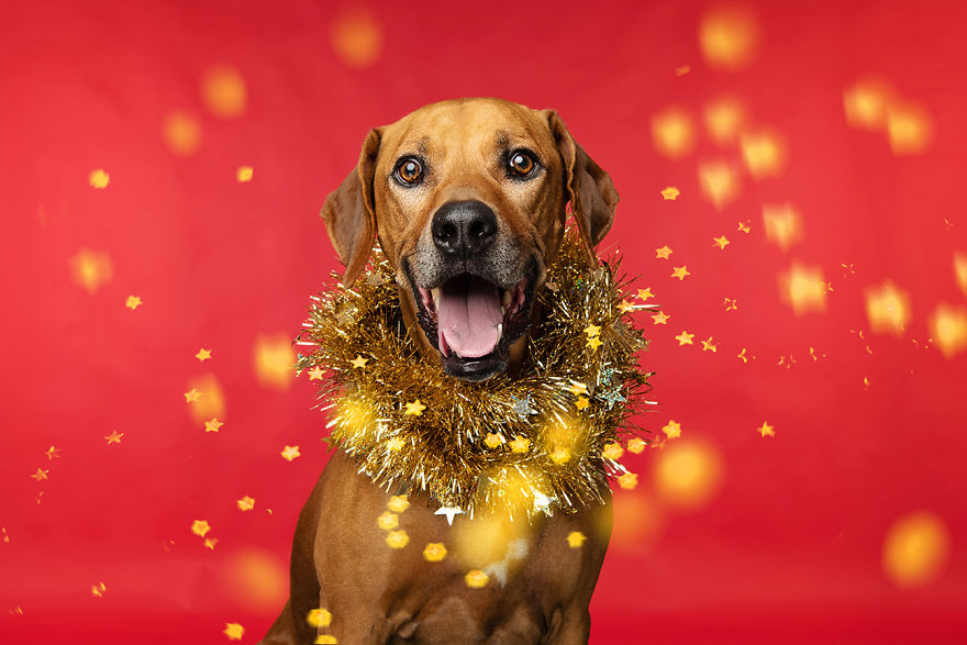 I Did A Photoshoot Called '12 Dogs Of Christmas' To Get Into The Holiday Spirit I Did A Photoshoot Called '12 Dogs Of Christmas' To Get Into The Holiday Spirit