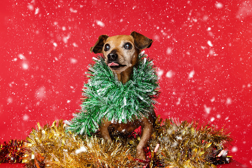I Did A Photoshoot Called '12 Dogs Of Christmas' To Get Into The Holiday Spirit