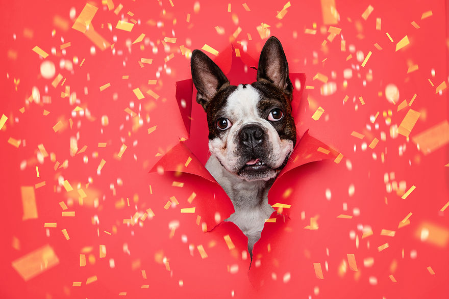 I Did A Photoshoot Called '12 Dogs Of Christmas' To Get Into The Holiday Spirit I Did A Photoshoot Called '12 Dogs Of Christmas' To Get Into The Holiday Spirit