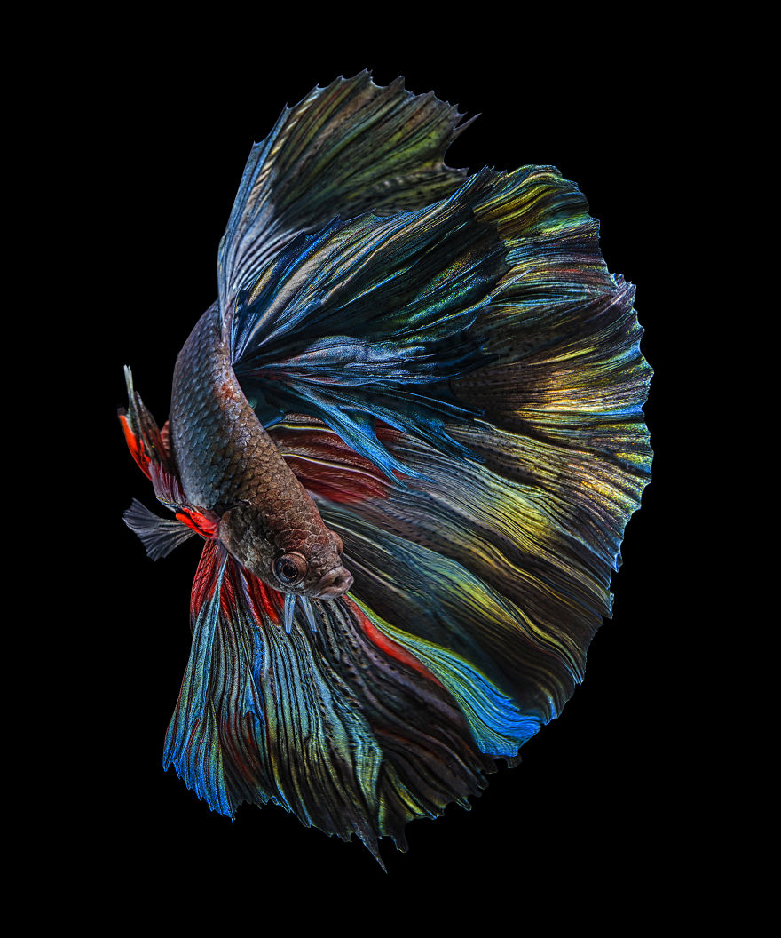 I Shoot Beta Fish With Amazing Colour And Character
