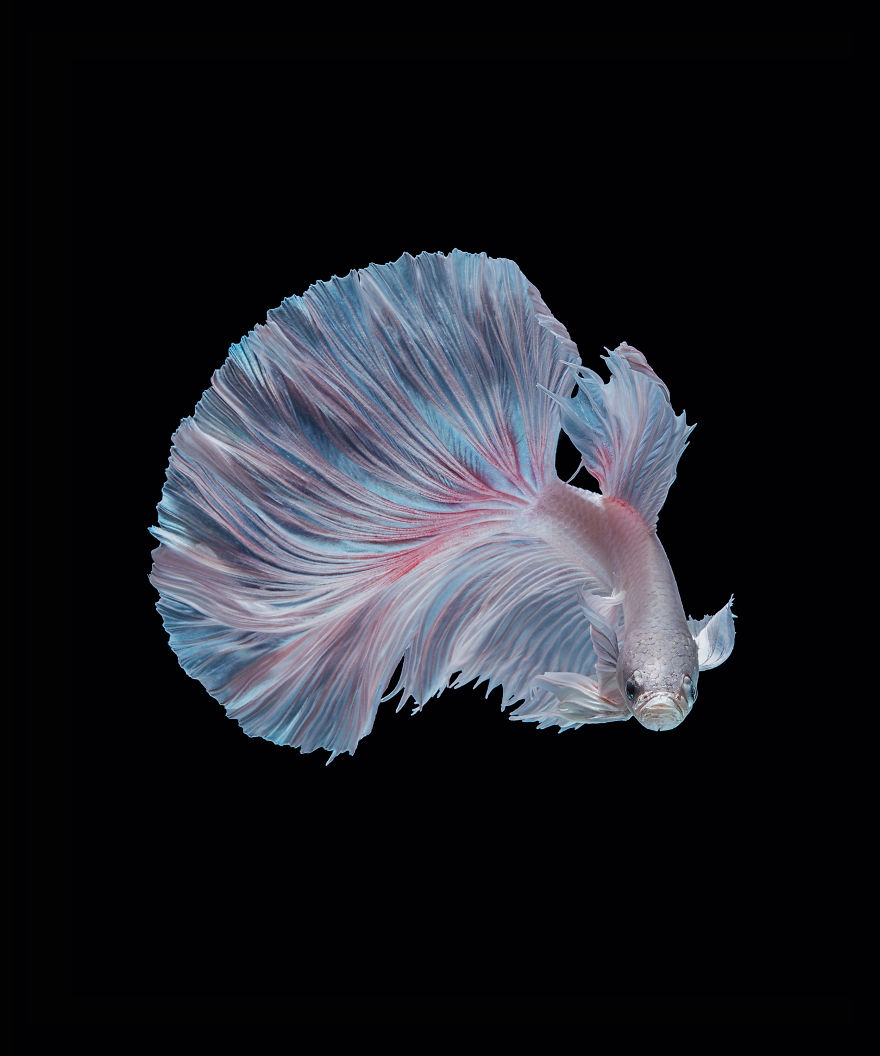 I Shoot Beta Fish With Amazing Colour And Character
