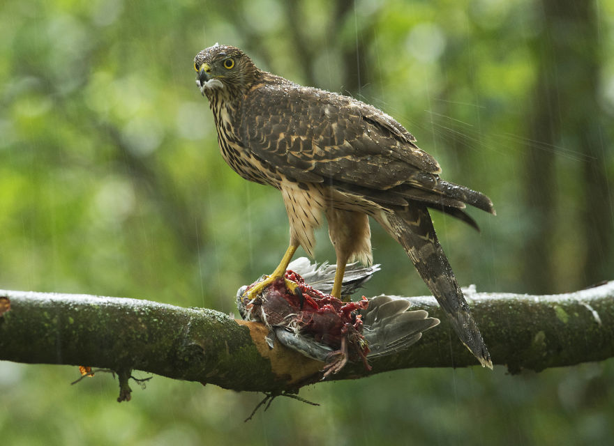 I Spent 35 Days Trying To Capture The Captivating Kingfisher (27 Pics)