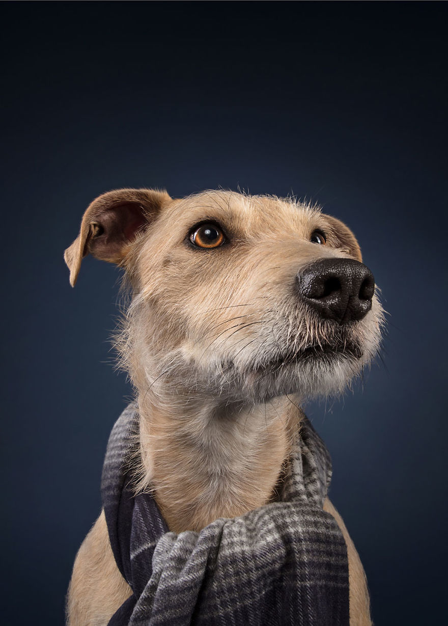 I Celebrated Christmas In My Photography Studio With Some Festive Dogs