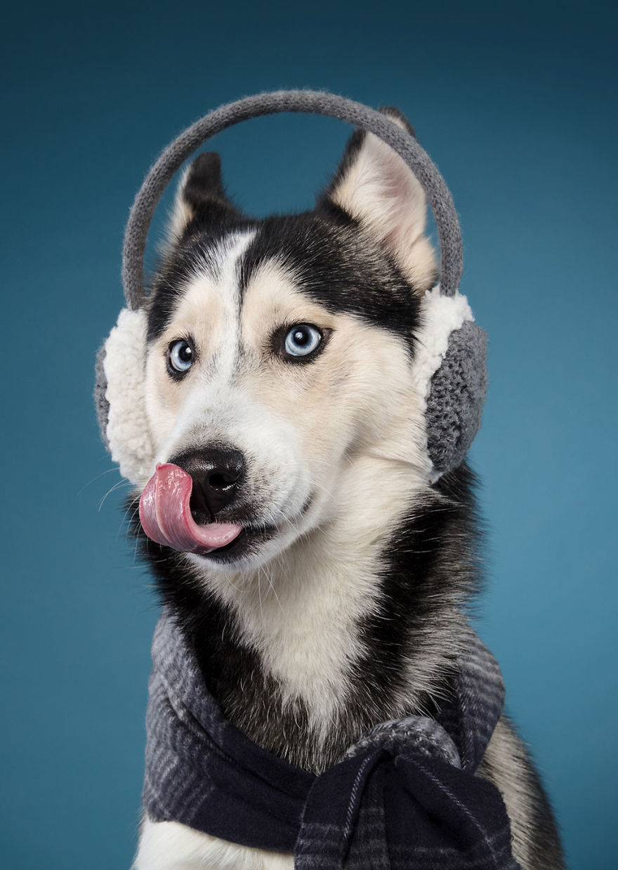 I Celebrated Christmas In My Photography Studio With Some Festive Dogs