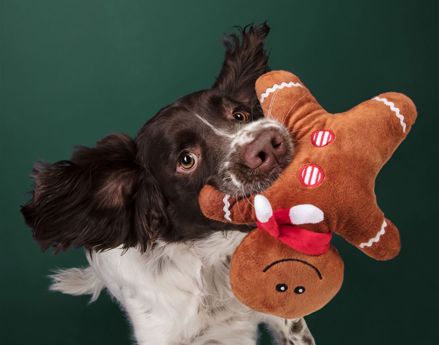 I Celebrated Christmas In My Photography Studio With Some Festive Dogs