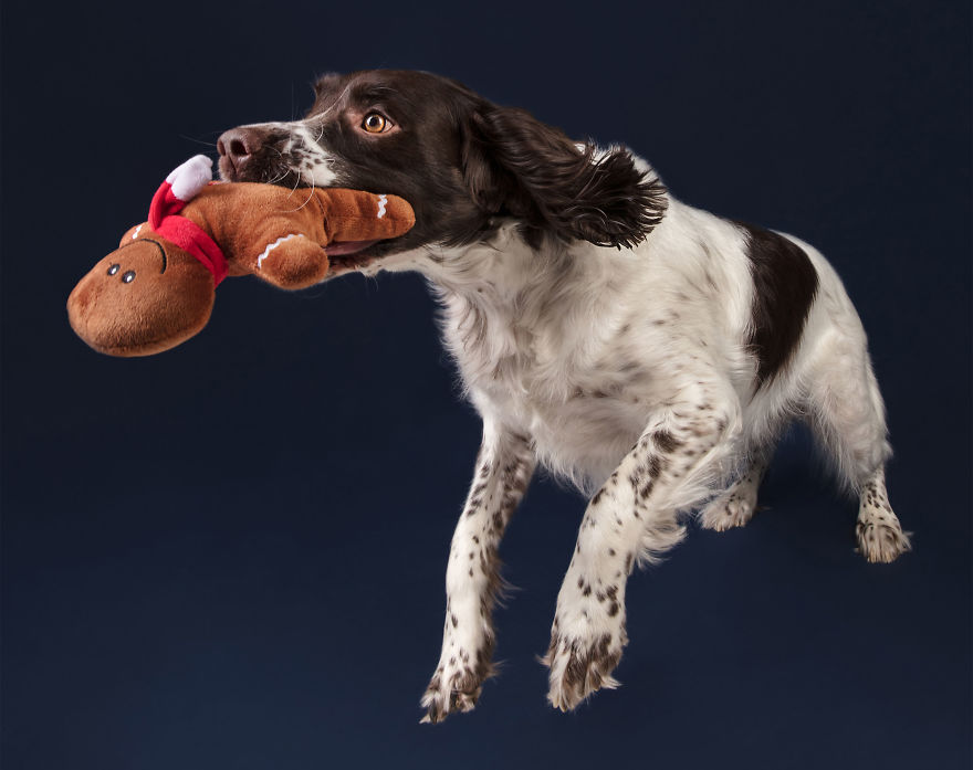 I Celebrated Christmas In My Photography Studio With Some Festive Dogs