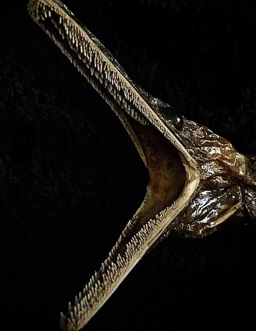 The Teeth Filled Mouth Of A Deep-Sea Serpent