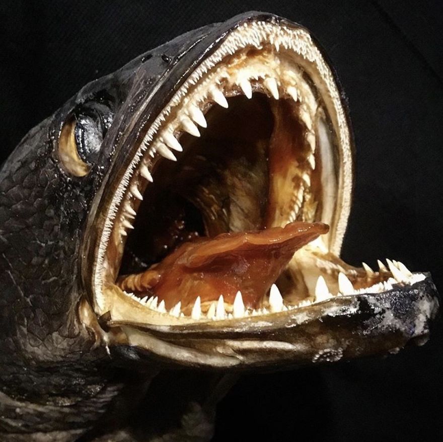 A Snakehead Fish From Thailand