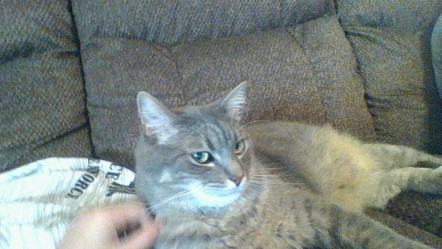 I Get A Lot Of Negative Posts On This Website, So I'm Showing Everyone My Cat Because He Shows Me Life Is Worth Living For