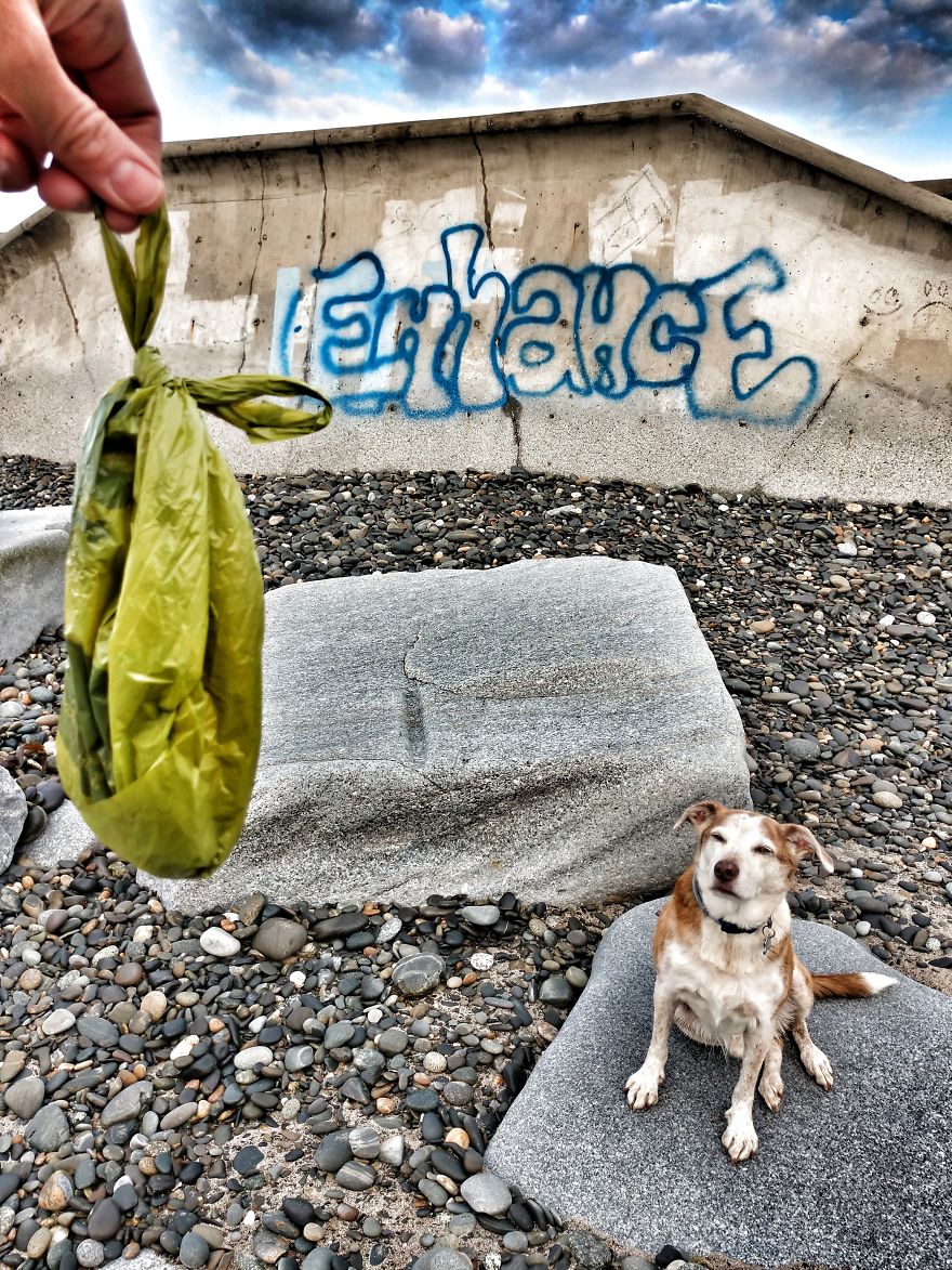 Dogs Document Lame Graffiti And Trash Found On Beach In The Summer