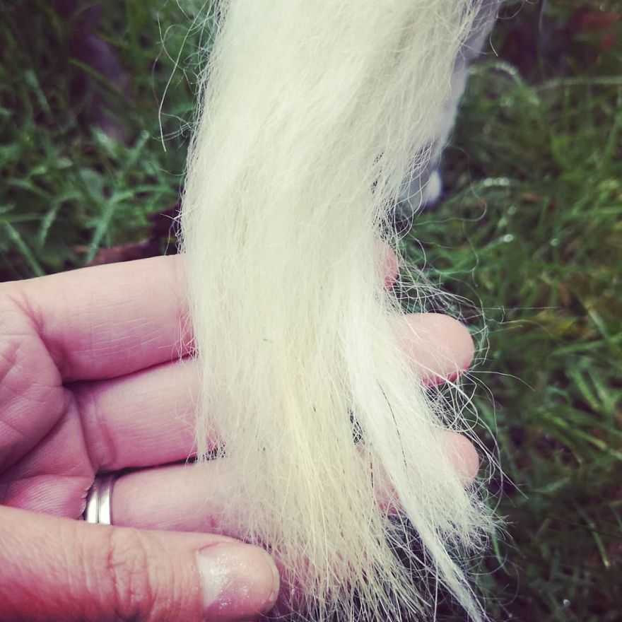 I Make Realistic Pocket Size Ponies! I Make Realistic Pocket Size Ponies!