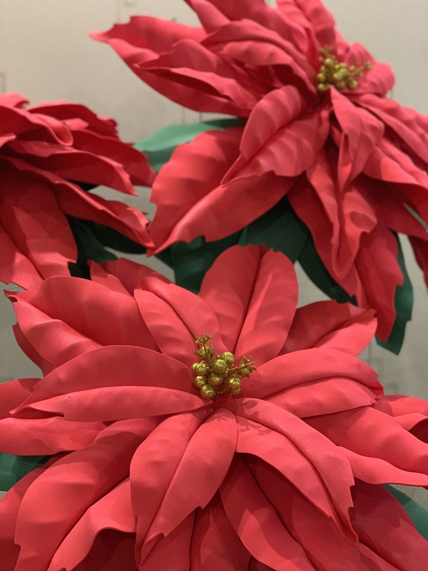 Christmas Stars Or How We Grew Giant Poinsettias In Human Height Christmas Stars Or How We Grew Giant Poinsettias In Human Height