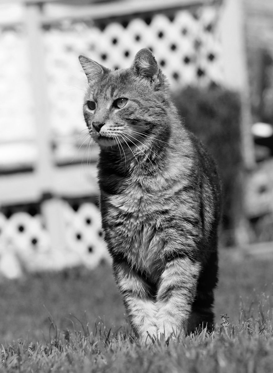 We Created A Sanctuary For Abandoned And Stray Cats Called "Catville" We Created A Sanctuary For Abandoned And Stray Cats Called "Catville"