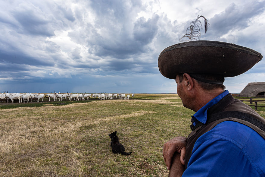 The Life Of The Traditional Shepherds Of Rural Hungary - Guardians Of The Past
