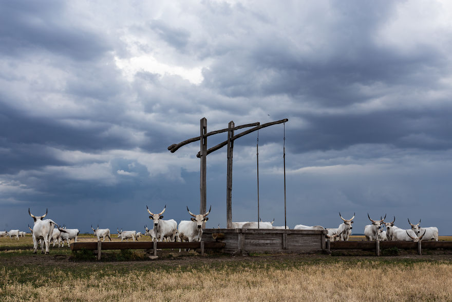 The Life Of The Traditional Shepherds Of Rural Hungary - Guardians Of The Past