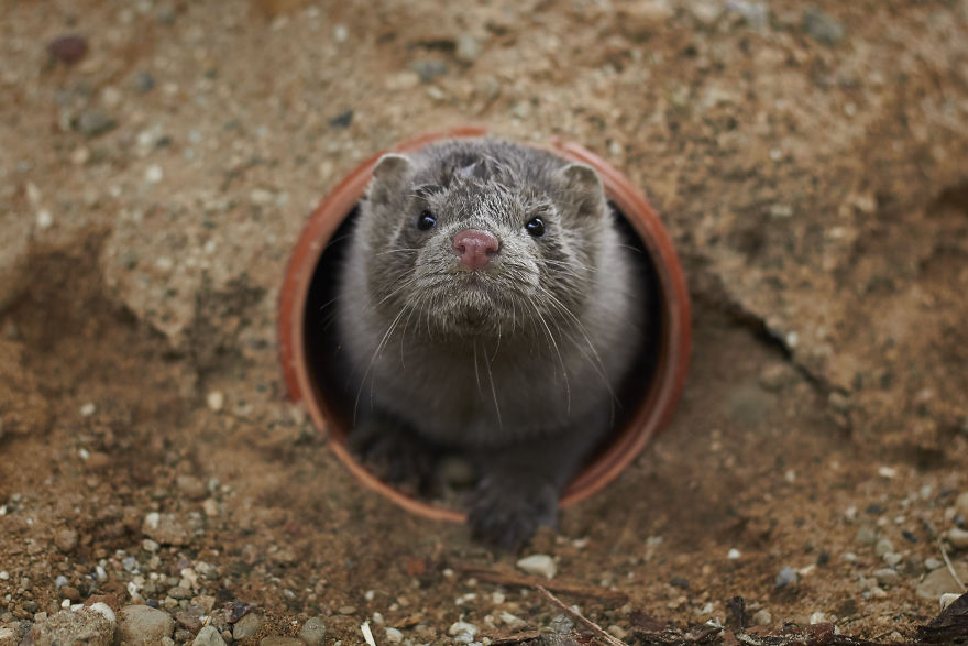 The Story Of A Rescued Mink Named Cranberry (19 Pics)