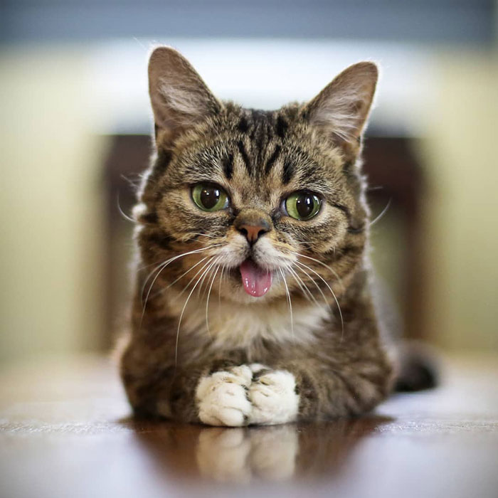 The Owner Of An Internet-Famous Cat Lil Bub Shares A Heartwarming Message To Announce Her Death