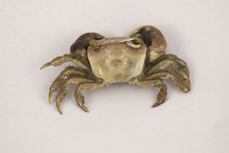 I Turn Creepy Crabs Into Jewels I Turn Creepy Crabs Into Jewels