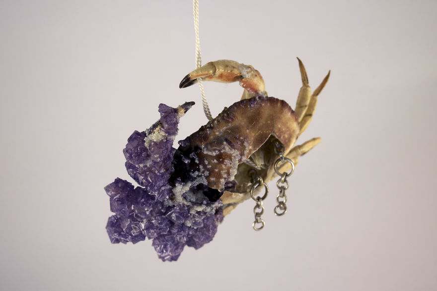 I Turn Creepy Crabs Into Jewels