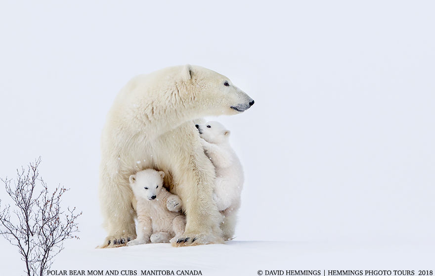 I Photographed Amazing Polar Bears And Cubs In The Wild