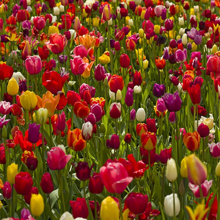 Most Expensive Flowers Around The World Most Expensive Flowers Around The World