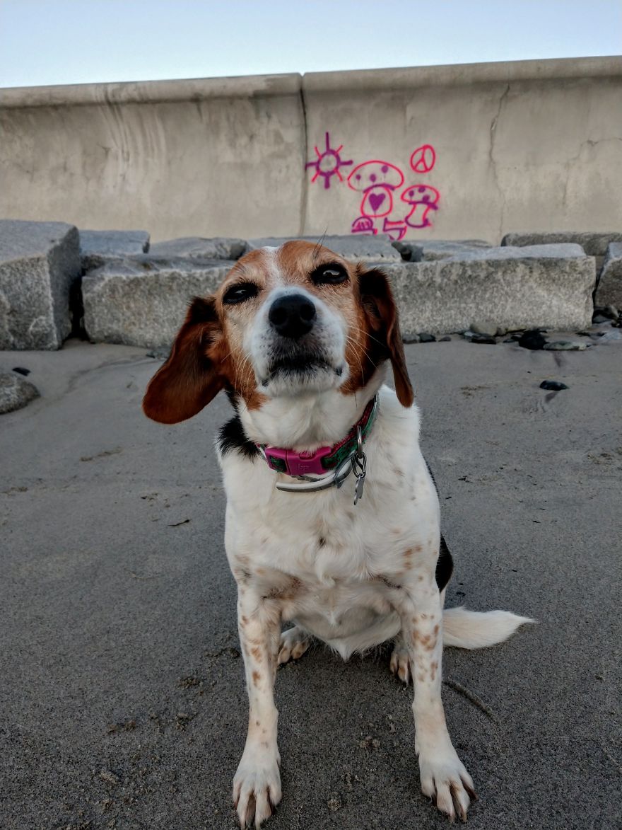 Dogs Document Lame Graffiti And Trash Found On Beach In The Summer