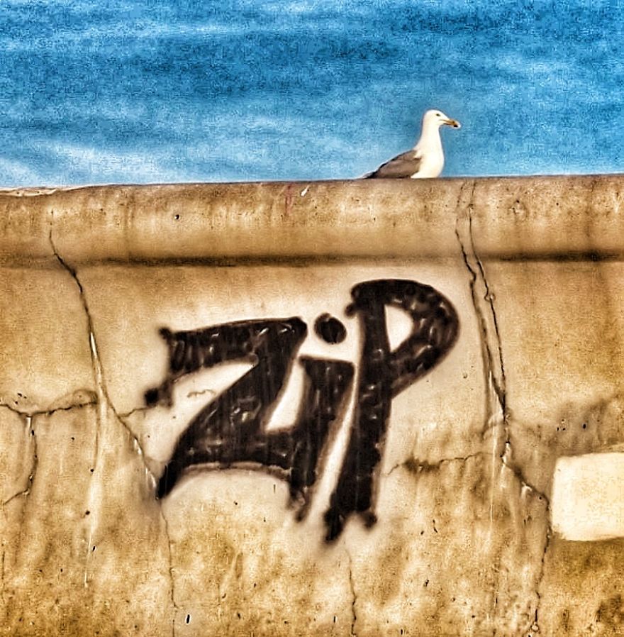 Dogs Document Lame Graffiti And Trash Found On Beach In The Summer