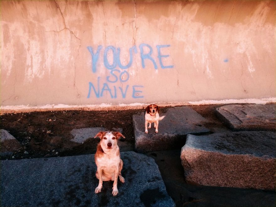 Dogs Document Lame Graffiti And Trash Found On Beach In The Summer