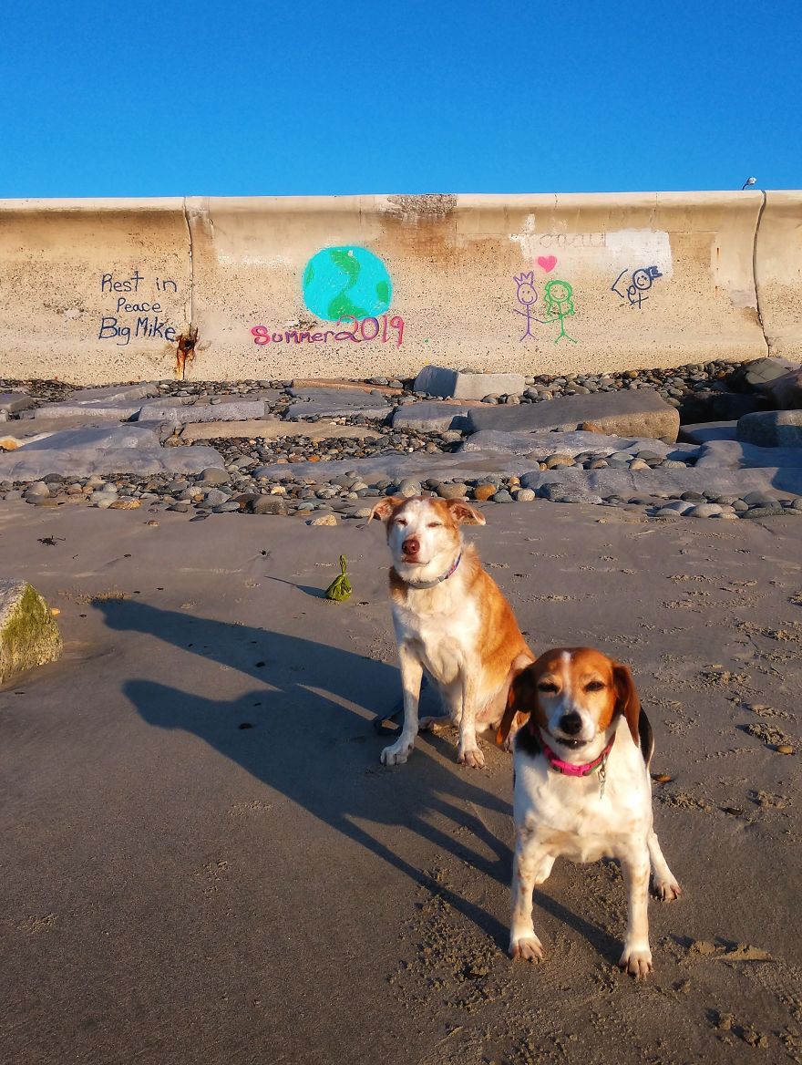Dogs Document Lame Graffiti And Trash Found On Beach In The Summer