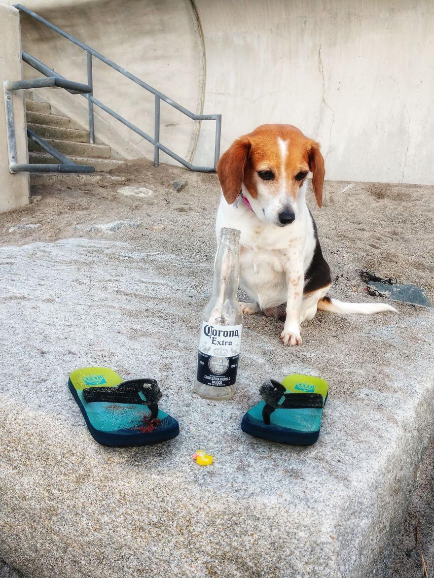 Dogs Document Lame Graffiti And Trash Found On Beach In The Summer