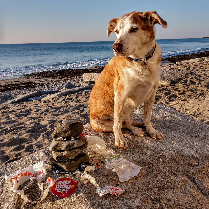 Dogs Document Lame Graffiti And Trash Found On Beach In The Summer Dogs Document Lame Graffiti And Trash Found On Beach In The Summer