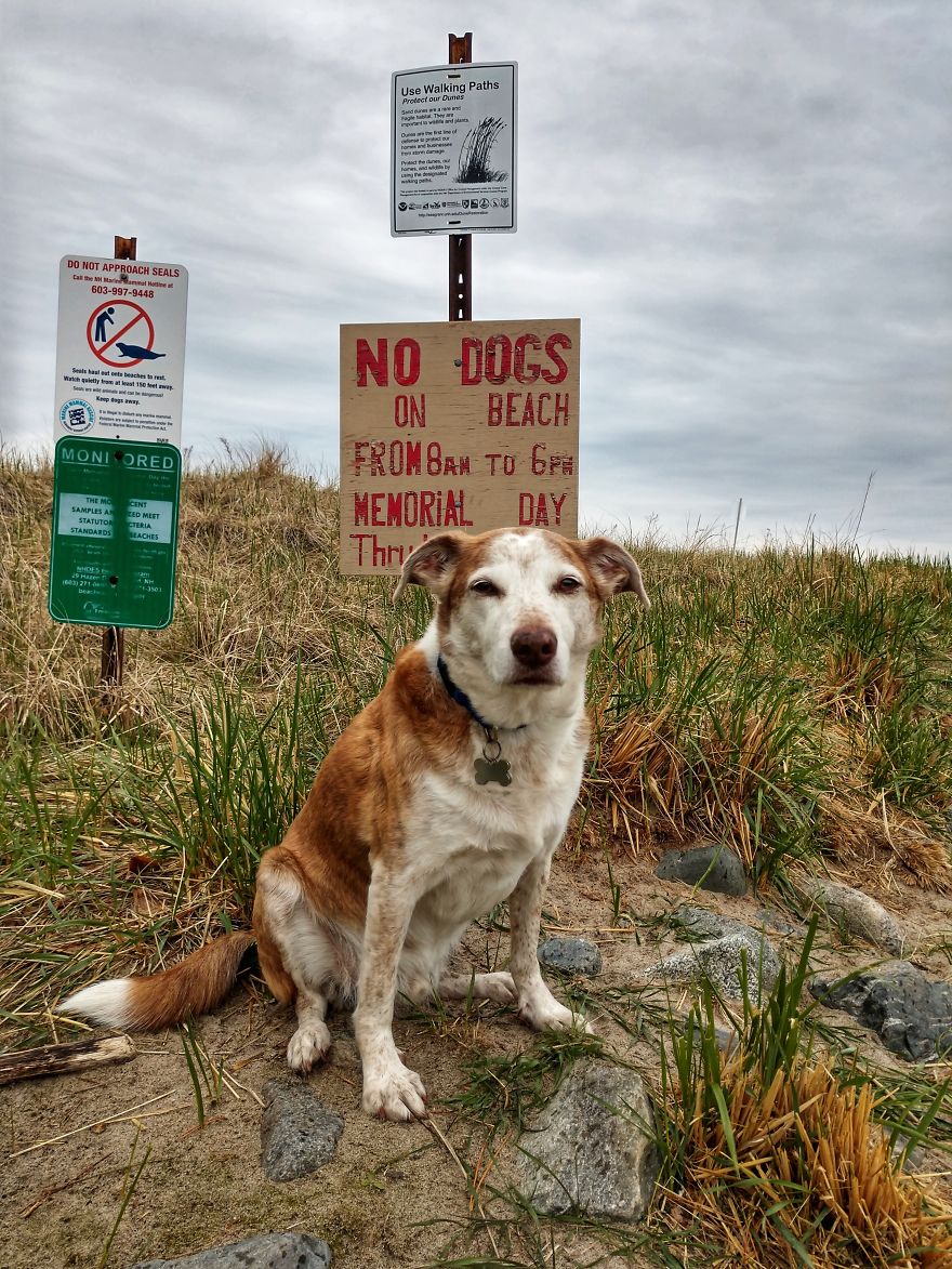 Dogs Document Lame Graffiti And Trash Found On Beach In The Summer