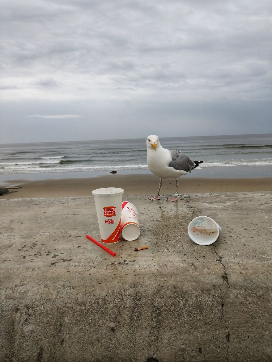 Dogs Document Lame Graffiti And Trash Found On Beach In The Summer