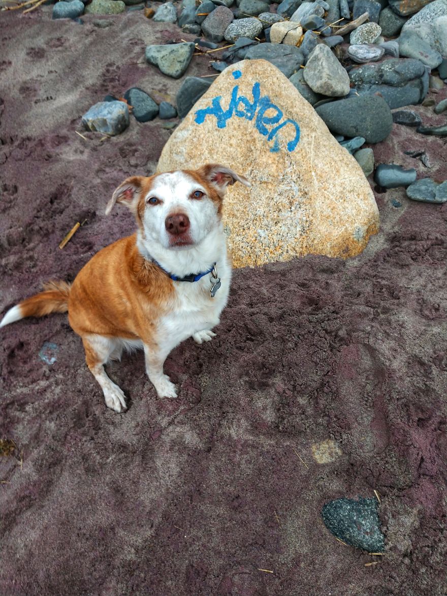 Dogs Document Lame Graffiti And Trash Found On Beach In The Summer Dogs Document Lame Graffiti And Trash Found On Beach In The Summer