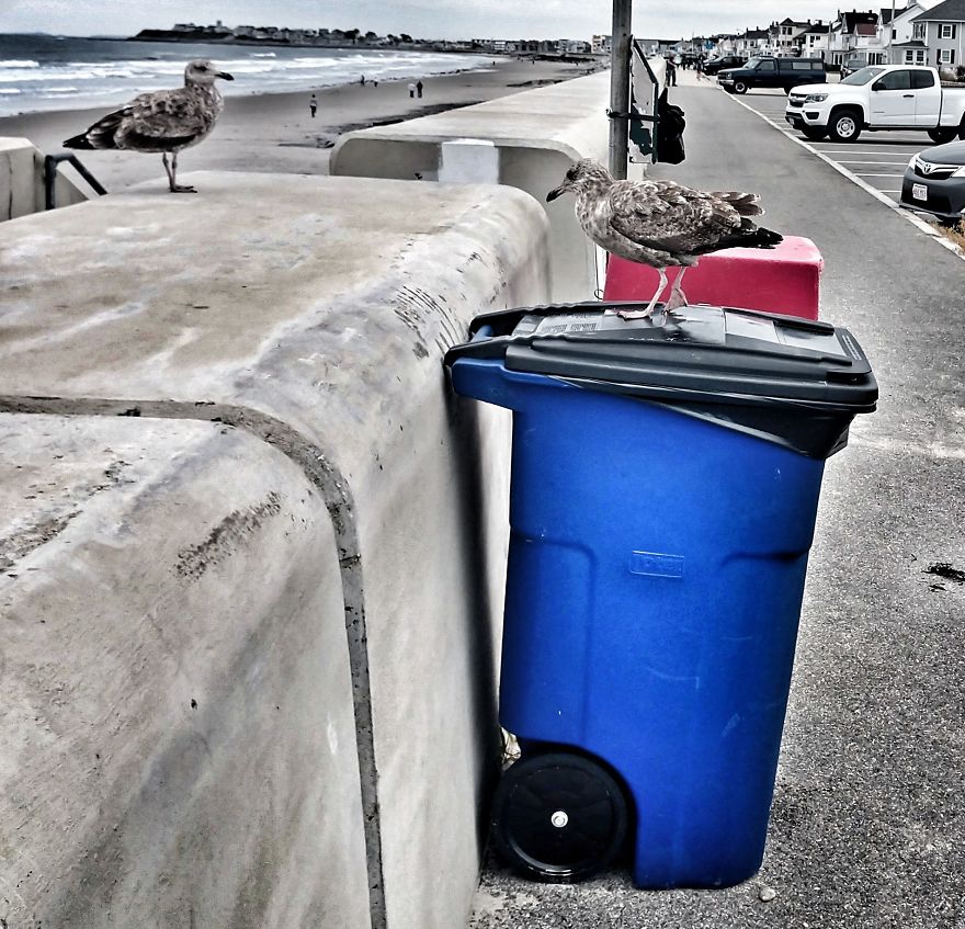 Dogs Document Lame Graffiti And Trash Found On Beach In The Summer